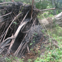 Blown Over Stump Removal