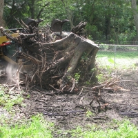 Blown Over Stump Removal