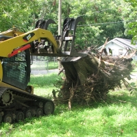 Blown Over Stump Removal