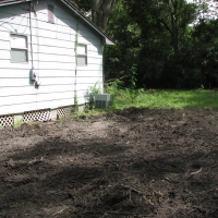 Blown Over Stump Removal