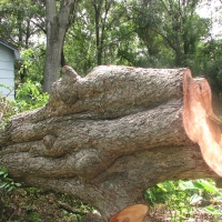 Blown Over Stump Removal