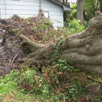 Blown Over Stump Removal