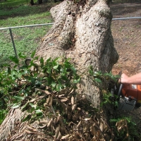 Blown Over Stump Removal