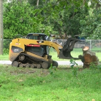 Blown Over Stump Removal