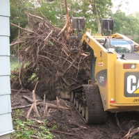 Blown Over Stump Removal