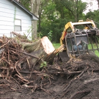 Blown Over Stump Removal