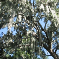 Climbing Large Oak