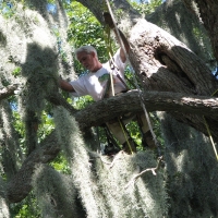 Climbing Large Oak