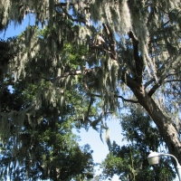 Climbing Large Oak