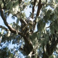 Climbing Large Oak