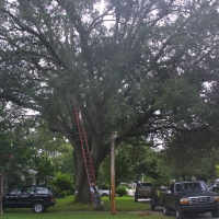 Climbing Large Oak