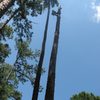 Cut Down Large Pine