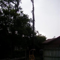 Cut Down Large Pine