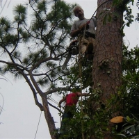 Cut Down Large Pine