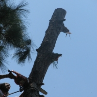 Cut Down Large Pine