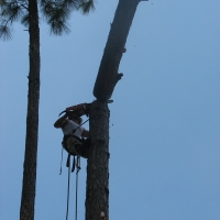 Cut Down Large Pine