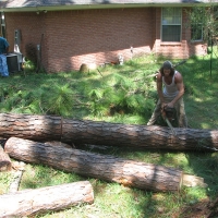 Cut Down Large Pine