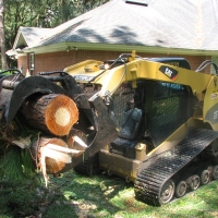 Cut Down Large Pine