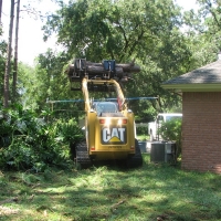 Cut Down Large Pine