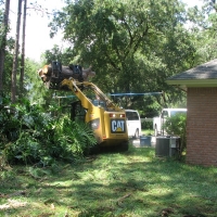 Cut Down Large Pine