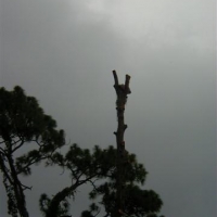 Cut Down Large Pine