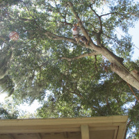 Cut Down Oak over House