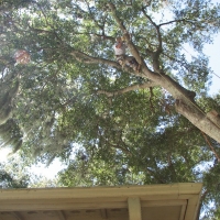 Cut Down Oak over House