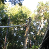 Cut Down Oak over House