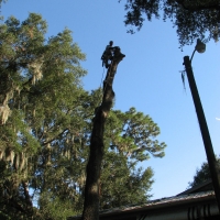 Cut Down Oak over House