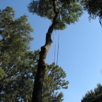 Cut Down Oak over House