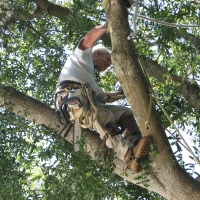 Cut Down Oak over House