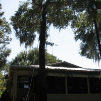 Cut Down Oak over House