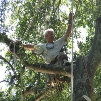 Cut Down Oak over House