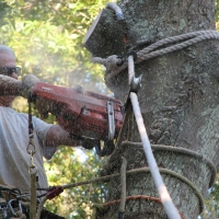 Cut Down Oak over House