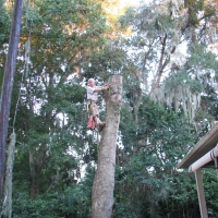 Cut Down Oak over House