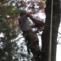 Cut Down Oak over House