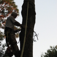 Cut Down Oak over House